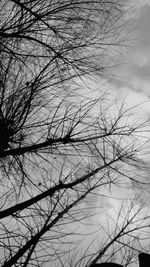 Low angle view of silhouette bare tree against sky