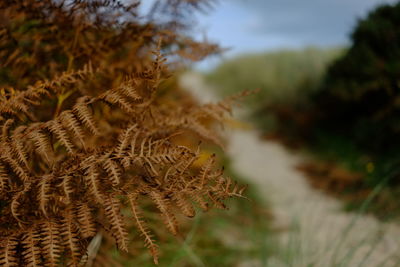 Close-up of plant against sky