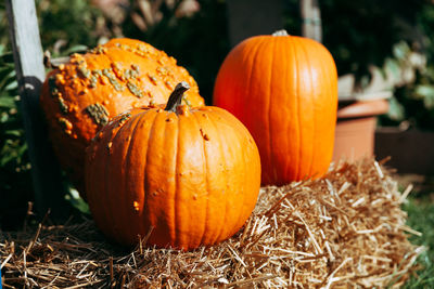 Pumpkins on hay bale