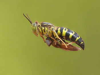 Close-up of insect on leaf