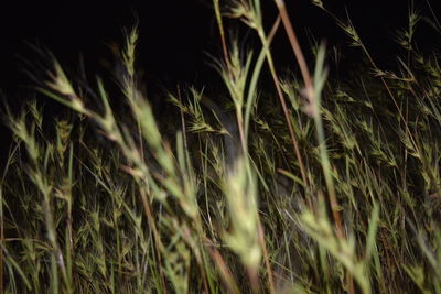 Close-up of wheat growing on field