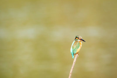 Close-up of bird perching on twig
