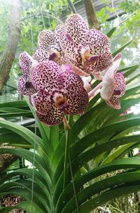 Close-up of flowers on plant