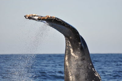 Close-up of humpback whale