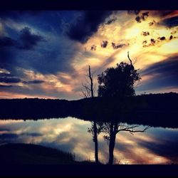 Silhouette of trees at sunset