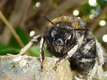 Close-up of bee