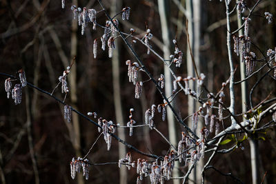 Buds on tree branches