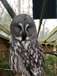 Close-up portrait of owl