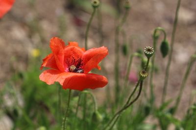 Close-up of red poppy flower on field