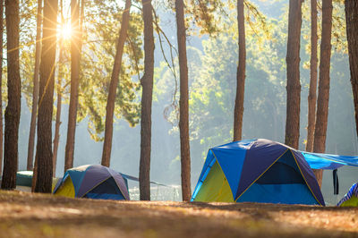 Tent in forest against bright sun