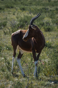 Giraffe standing on field