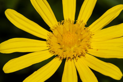 Close-up of yellow flower