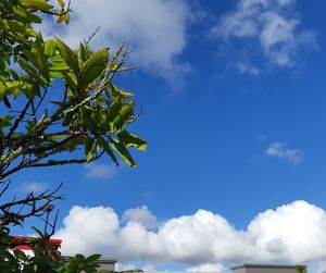 Low angle view of fruit tree against sky