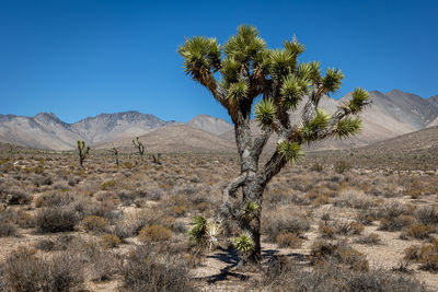 Joshua trees 'yucca brevifolia', a plant species of the yucca genus in the california desert
