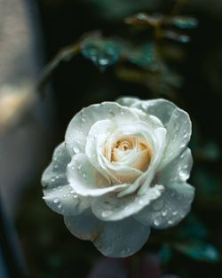 Close-up of white rose