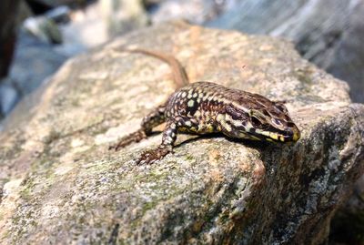 Close-up of lizard on stone