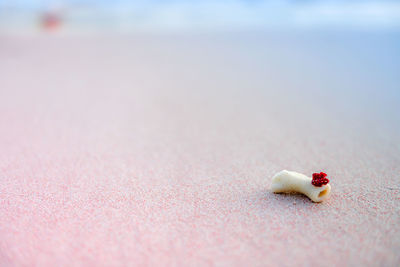 Close-up of white flower on sand