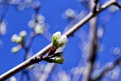 Soft focus of greengages plums white flowers blossoms with blurry background - prunus domestica