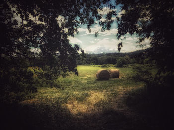 Scenic view of field against sky