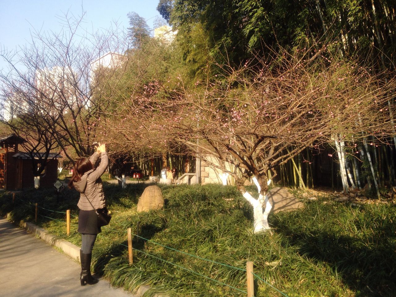 tree, growth, nature, sunlight, plant, outdoors, day, no people, beauty in nature, sky