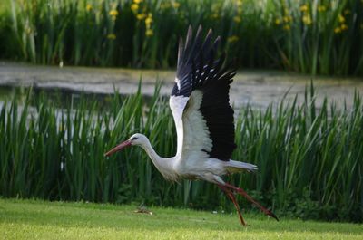 Stork taking off over field