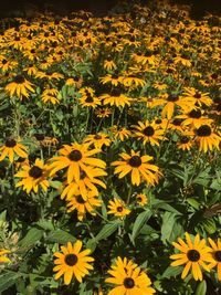 Close-up of yellow flowers in field