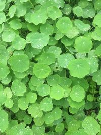 Full frame shot of wet leaves