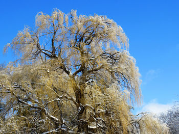 Low angle view of frozen tree against sky