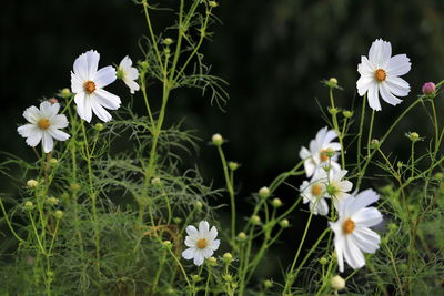 Close-up of white daisy flowers on field