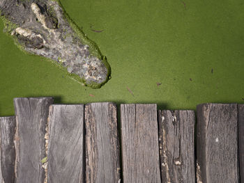 Directly above view of alligator in lake by jetty