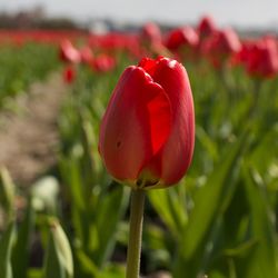 Close-up of red tulip