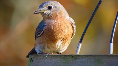 Close-up of bird