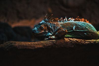 Close-up of lizard on rock