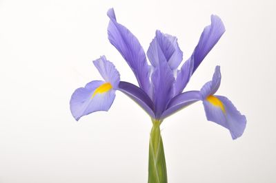 Close-up of purple iris