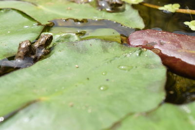 Close-up of water drops on leaf