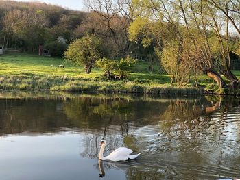 View of swan swimming in lake