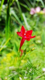 Close-up of red flower blooming outdoors