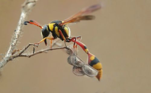 Close-up of insect on dried plant