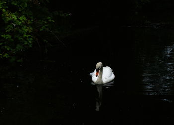 Swan swimming on lake