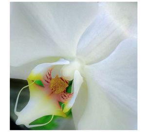 Close-up of flower blooming outdoors