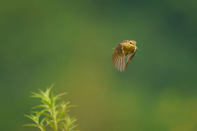 Close-up of butterfly flying