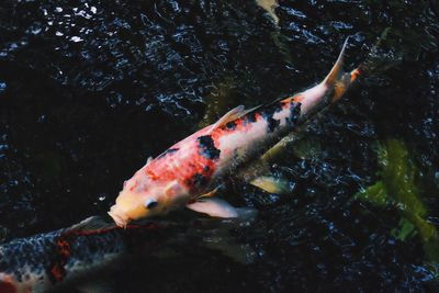 Close-up of koi carps swimming in pond