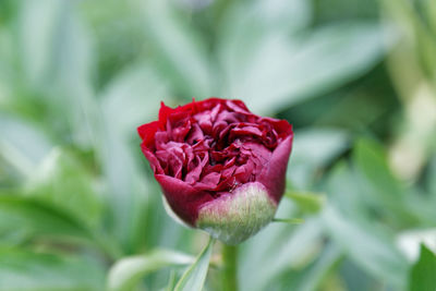 Close-up of red rose