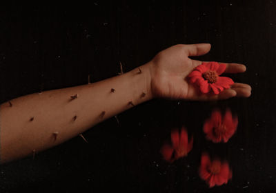 Close-up of hand holding red flower