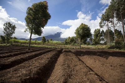 Scenic view of agricultural field against sky