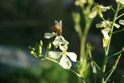 Close-up of bee on flower