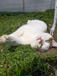 Cat resting in a field