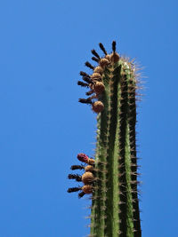 Low angle view of cactus plant against clear blue sky