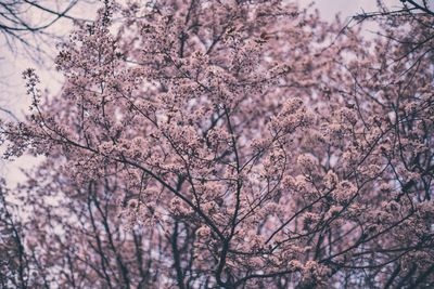 Low angle view of cherry blossom tree