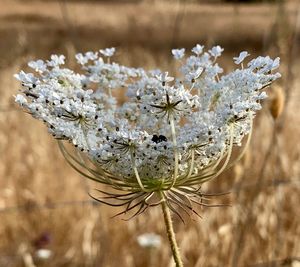 Close-up of white flowering plant on field